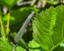 Azuurwaterjuffer Coenagrion puella