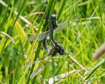 Glassnijder Brachytron pratense